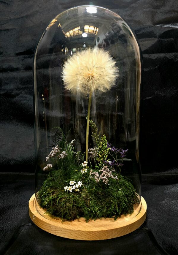 DANDELION