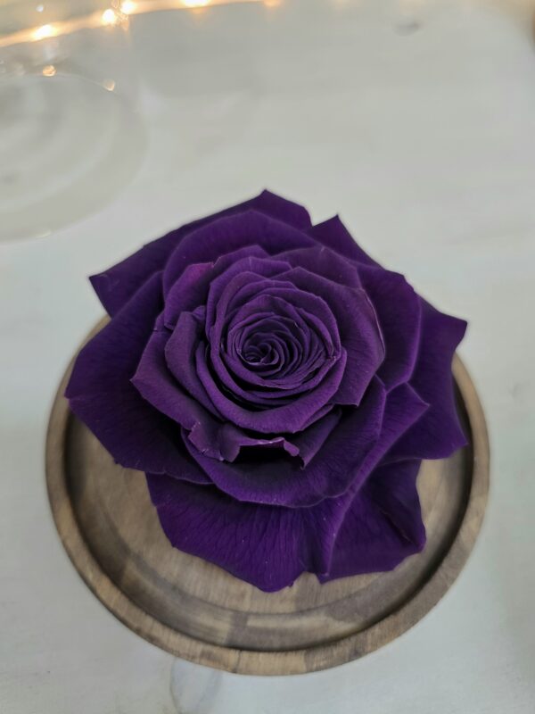 MI ROSA ETERNA MORADA - Imagen 2