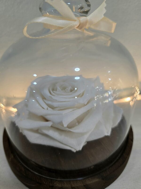MI ROSA ETERNA COLOR BLANCA - Imagen 2