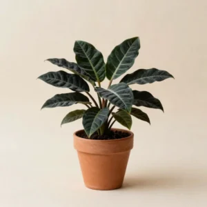 Alocasia Oreja Negra
