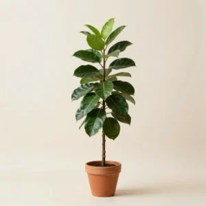 Ficus Lira Escultural