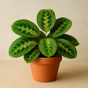Maranta Tricolor