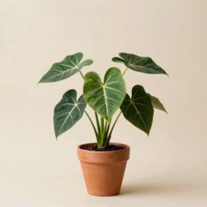 Anthurium Nervadura